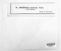Sphaerella smilacicola image